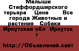 Малыши Стаффордширского терьера  › Цена ­ 1 - Все города Животные и растения » Собаки   . Иркутская обл.,Иркутск г.